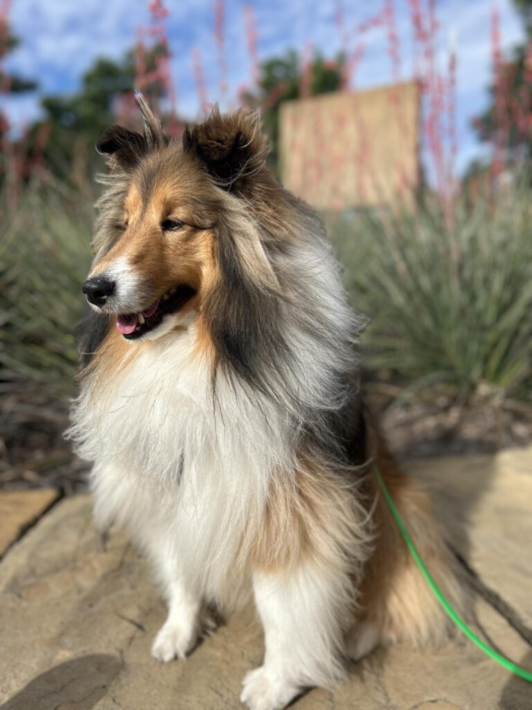 Gorgeous shetland sheep dog and best boy in the world