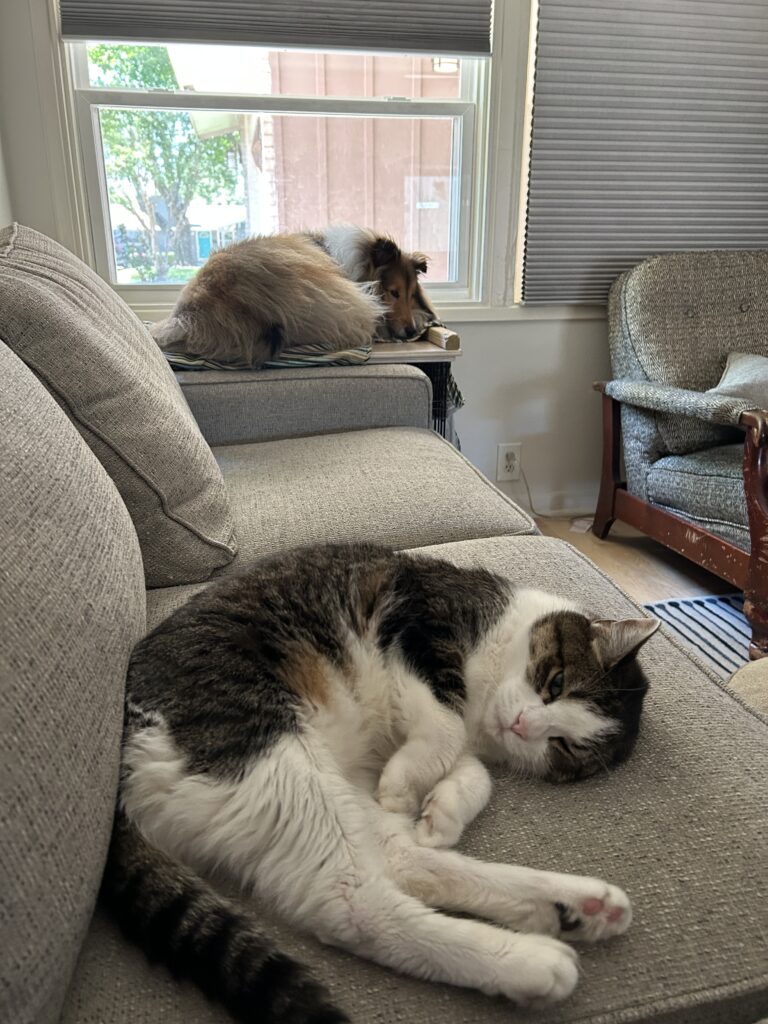 Worlds greatest cat and best dog relaxing on the couch while I edit video on my laptop