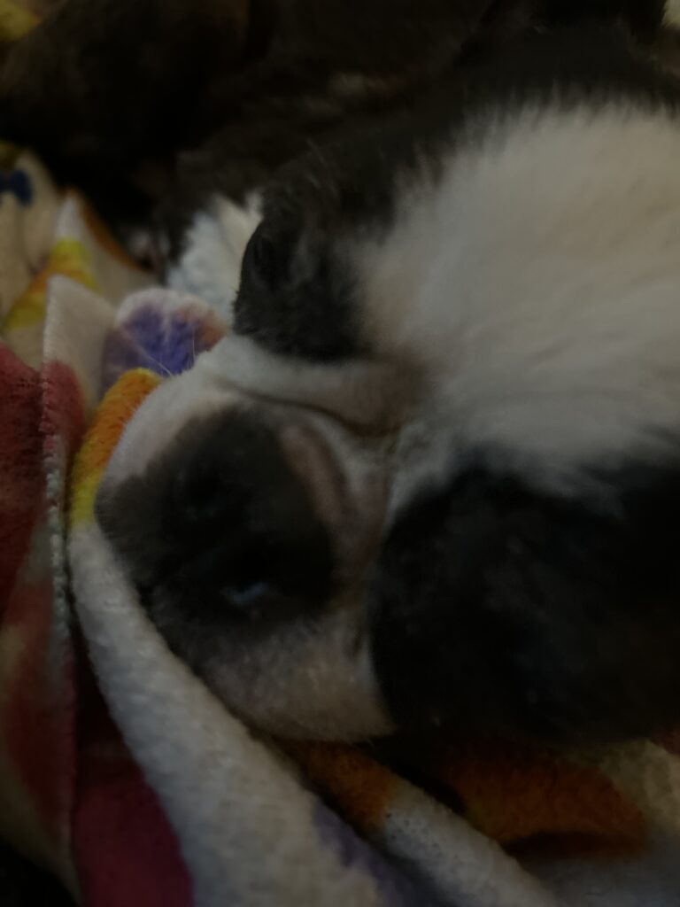 Tiny sleeping Boston Terrier