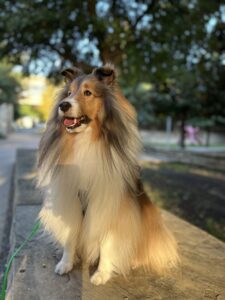 Sheltie Dog